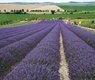 ivabalk-lavender-5493128_640