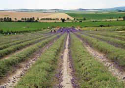 ivabalk-lavender-5493201_640