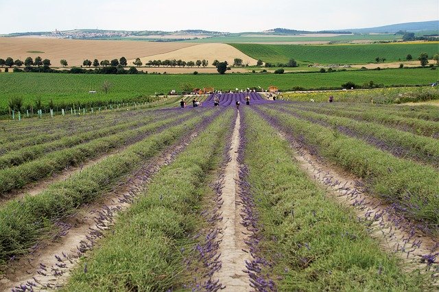 ivabalk-lavender-5493201_640