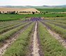 ivabalk-lavender-5493201_640