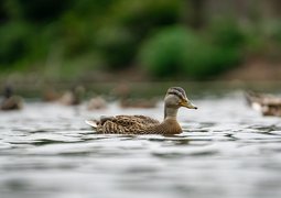 jatocreate-ducks-7312081_640
