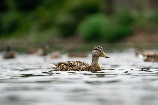 jatocreate-ducks-7312081_640
