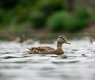 jatocreate-ducks-7312081_640