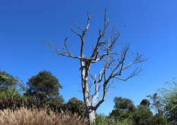 jess1981-tree-1644218_640