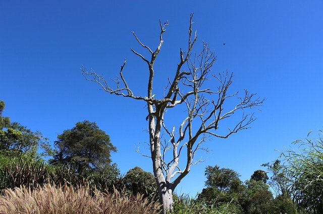 jess1981-tree-1644218_640