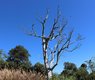 jess1981-tree-1644218_640