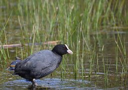 jggrz-eurasian-coot-10239412_640