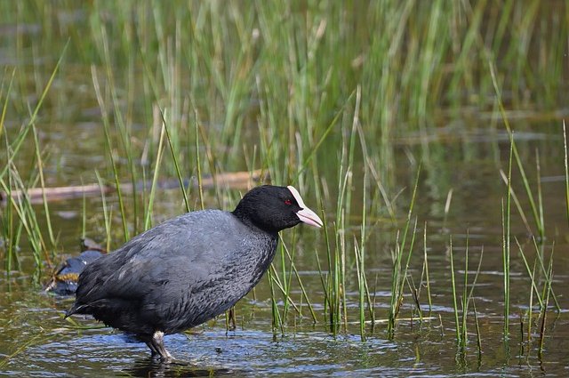 jggrz-eurasian-coot-10239412_640