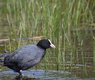 jggrz-eurasian-coot-10239412_640