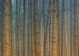 jplenio-forest-3728911_640