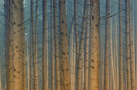jplenio-forest-3728911_640