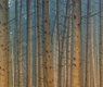 jplenio-forest-3728911_640