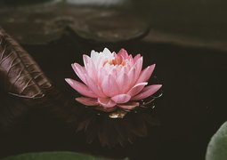 kalyanayahaluwo-lotus-7491929_640