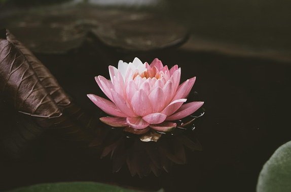 kalyanayahaluwo-lotus-7491929_640