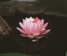 kalyanayahaluwo-lotus-7491929_640