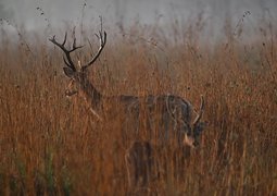kanhastay-kanha-tiger-reserve-9762568_640
