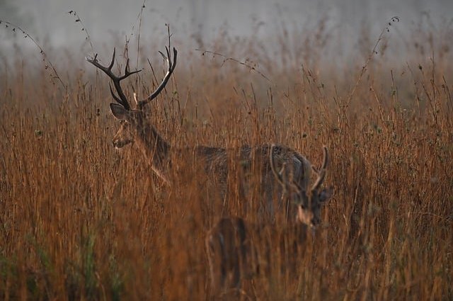 kanhastay-kanha-tiger-reserve-9762568_640