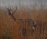 kanhastay-kanha-tiger-reserve-9762568_640