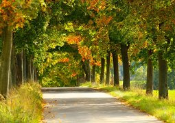 katerinavulcova-trees-4521497_640