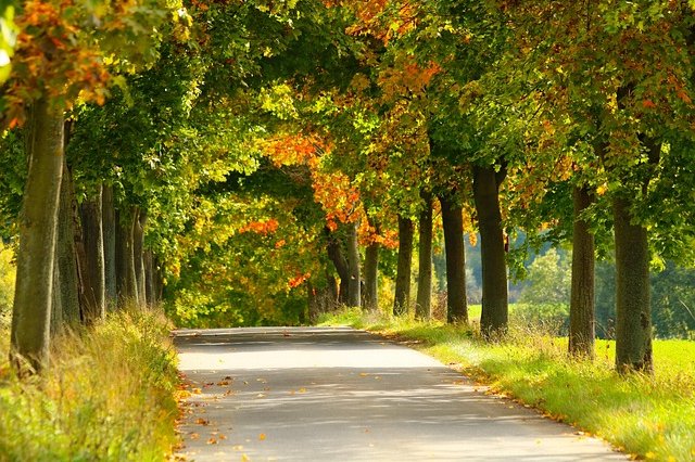 katerinavulcova-trees-4521497_640