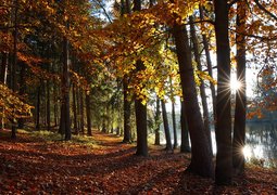 kodl68-autumn-9251331_640