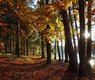 kodl68-autumn-9251331_640
