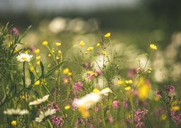 kristine-cinate-QvjL4y7SF9k-unsplash