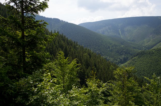 landscape-tree-nature-forest-path-outdoor-232070-pxhere.com