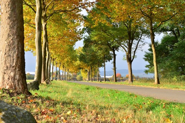 landscape-tree-nature-path-grass-branch-1377452-pxhere.com