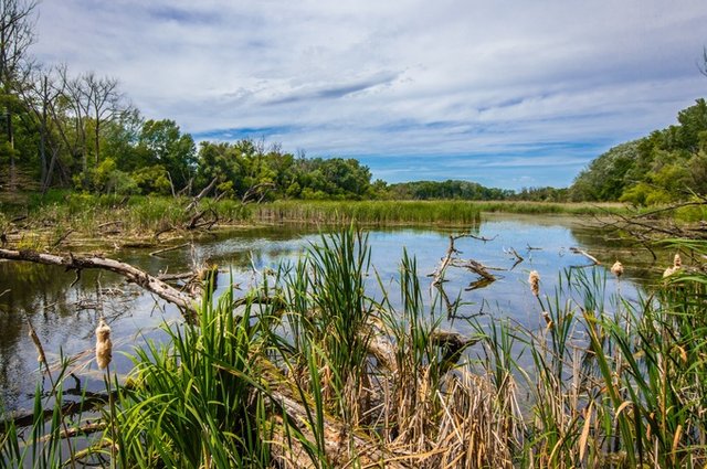 landscape-water-nature-grass-marsh-swamp-602930-pxhere.com