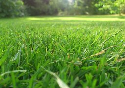 lawn-191941_640