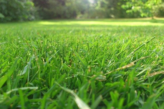 lawn-191941_640