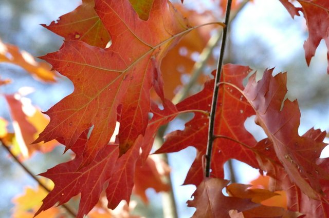 leafs-oak-autumn-fall-sky-tree-1460519-pxhere.com