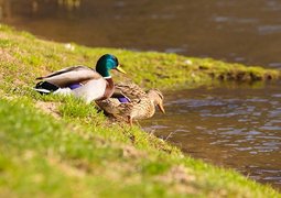 luckylife11-duck-2391703_640