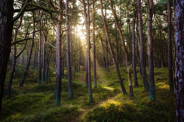 ma_frank-forest-7311484_640 (1)