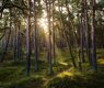 ma_frank-forest-7311484_640 (1)