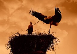 mabelamber-stork-4924794_640