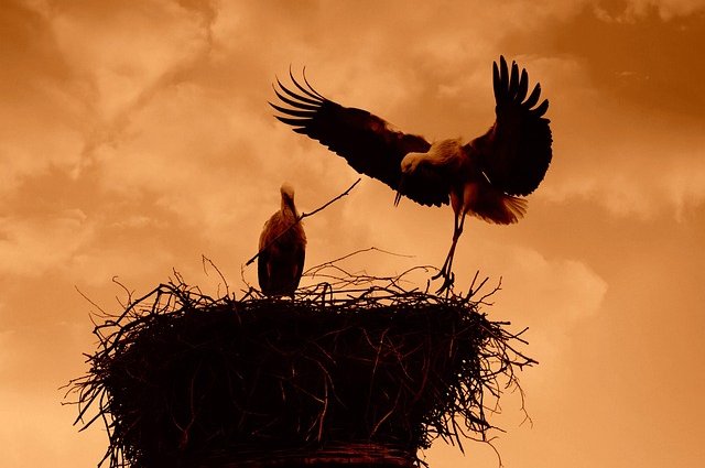 mabelamber-stork-4924794_640