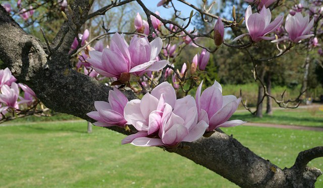 mailchimp_magnolie2.jpg