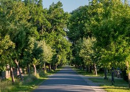 mandrillart-tree-avenue-5383656_640