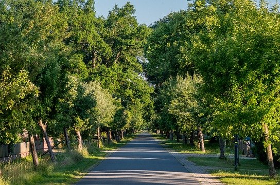 mandrillart-tree-avenue-5383656_640