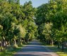 mandrillart-tree-avenue-5383656_640