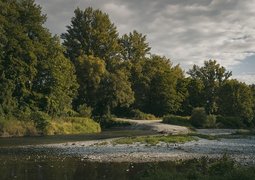 michael_pointner-trees-7318791_640