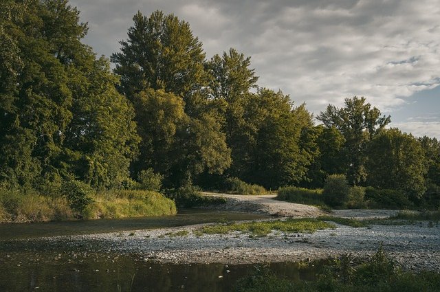 michael_pointner-trees-7318791_640