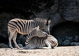 minka2507-zebras-4258909_640