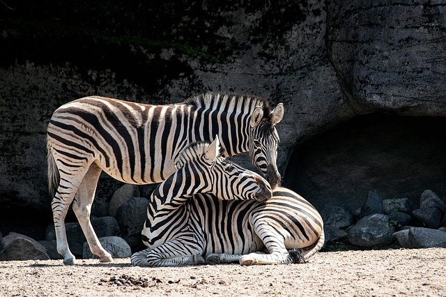 minka2507-zebras-4258909_640