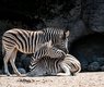 minka2507-zebras-4258909_640