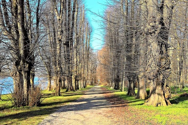 monika1607-linden-avenue-3335769_640