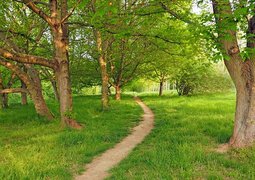 morning-grove-1374864_640