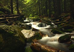 mrshaggy-river-5213680_640